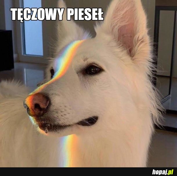 Stop piesełofobii 