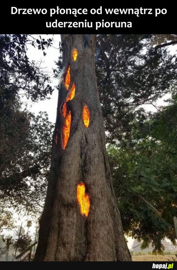  Płonące drzewo 