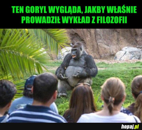 ZABAWNY GORYL