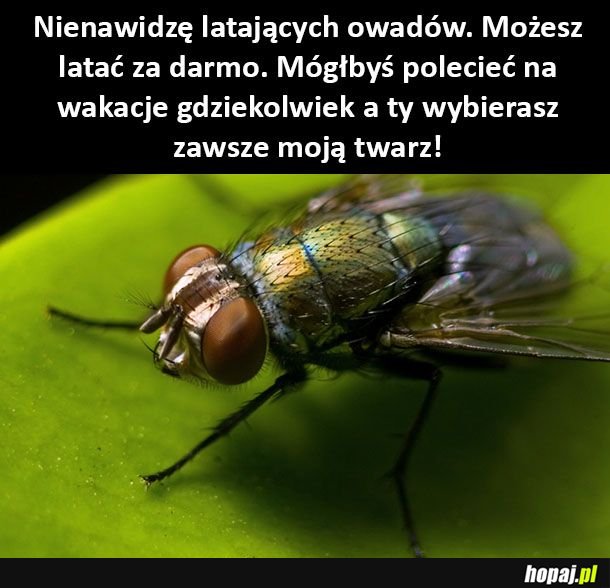 Owady takie są