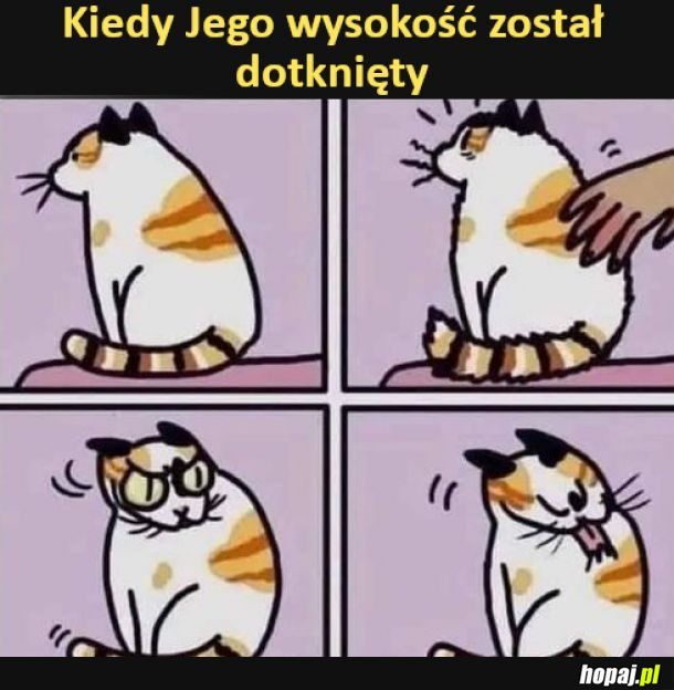 Kotek