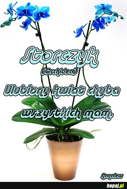 Storczyk