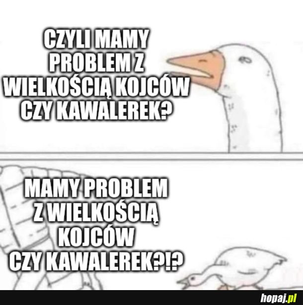 &quot;Absurdem są kojce dla psów wielkości miejskiej kawalerki&quot; ?