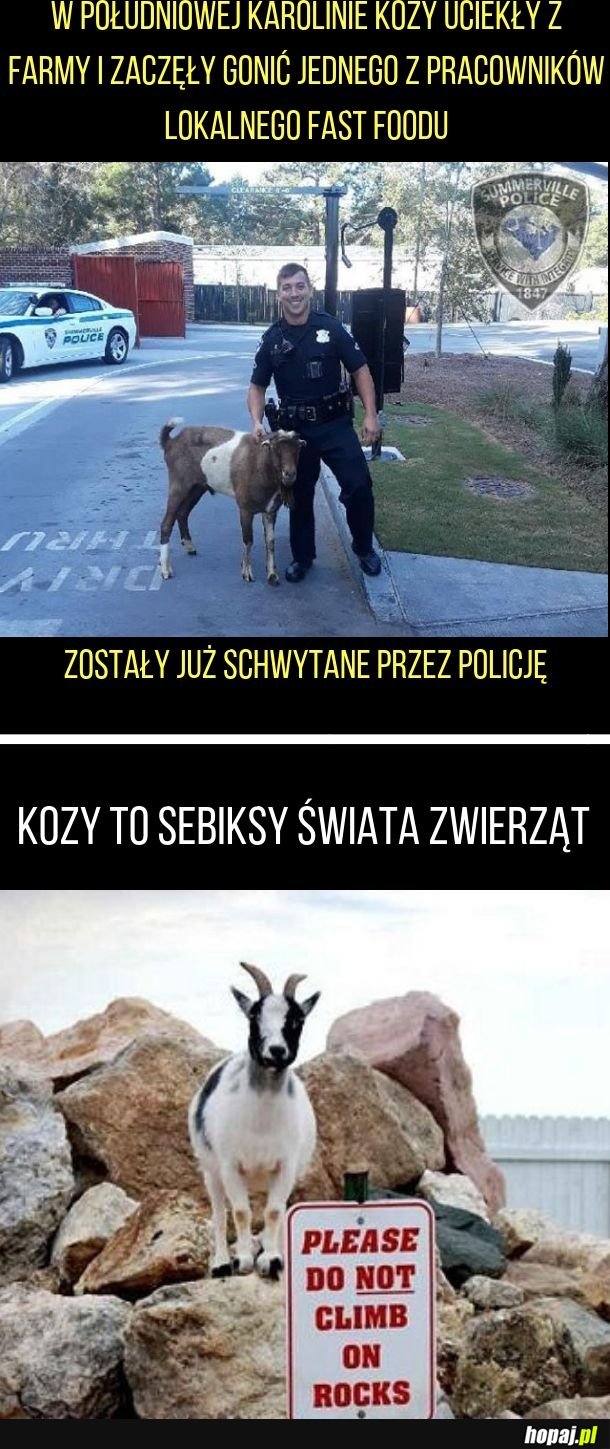 Goniony przez kozy