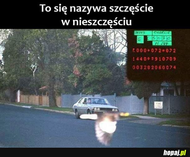 Dobry ziomek ptak