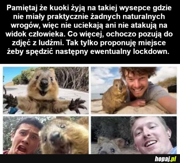 Kuoka - egzotyczny torbacz
