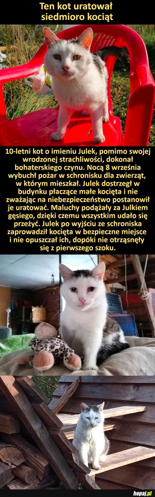 Ratownik