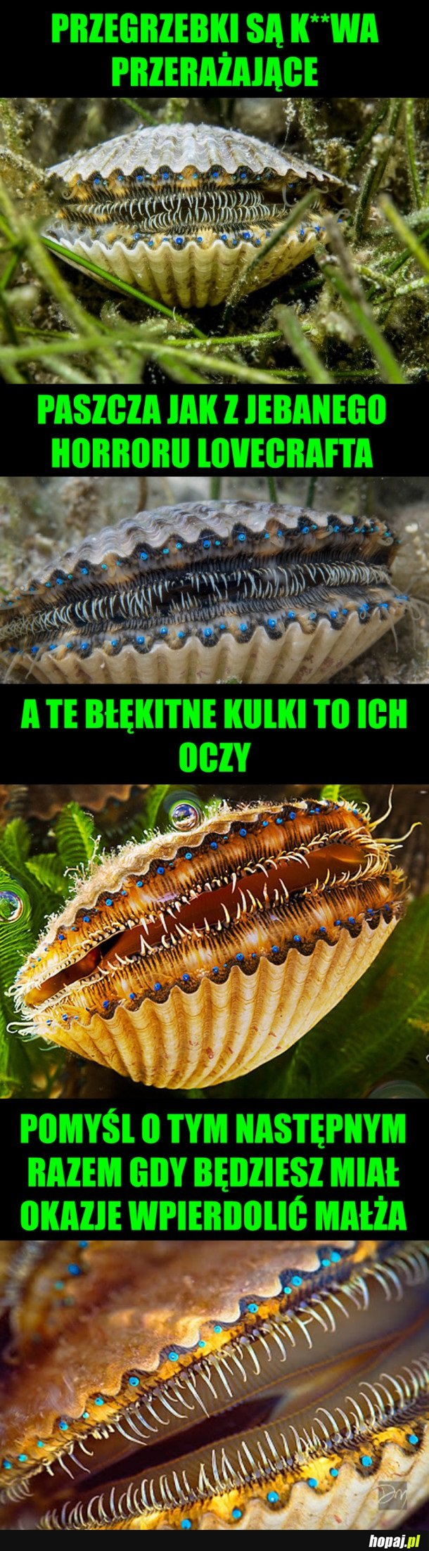 PRZEGRZEBKI