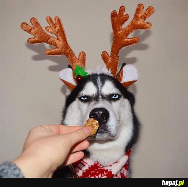 Kiedy nie czujesz magii świąt - wersja ze zwierzakami.