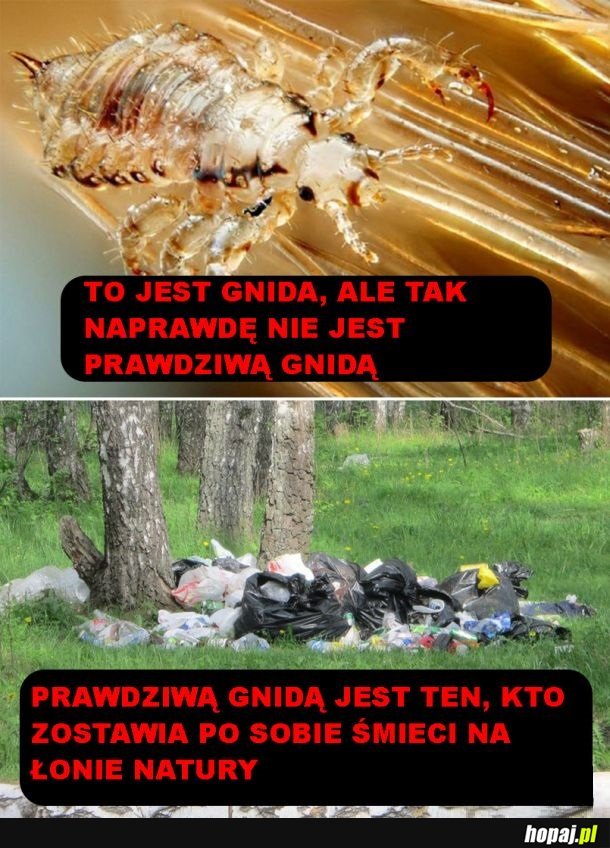 Definicja gnidy