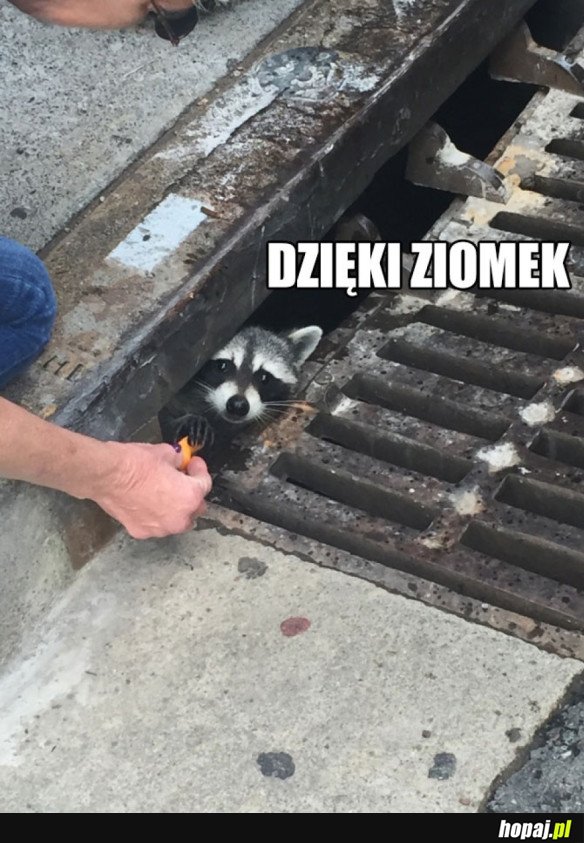 Dzięki