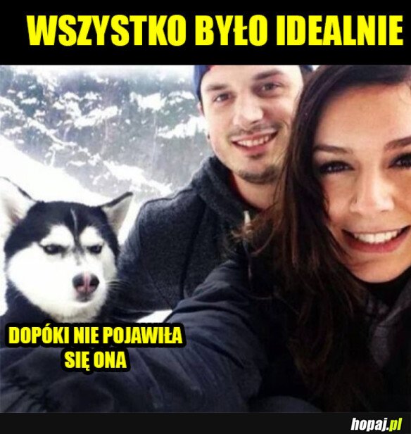 LASKI WSZYSTKO PSUJĄ 