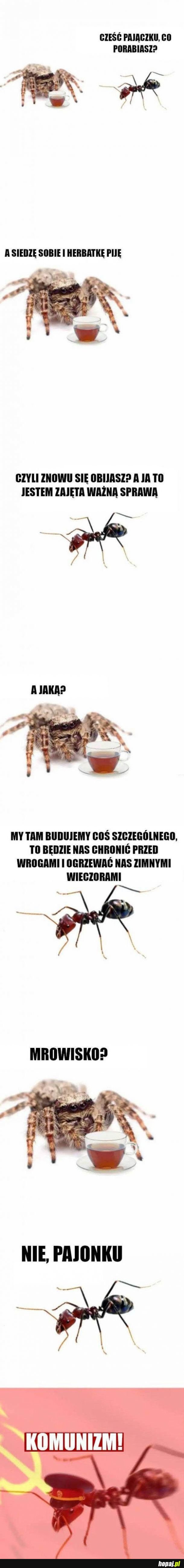 Pajączek i Mrówcia
