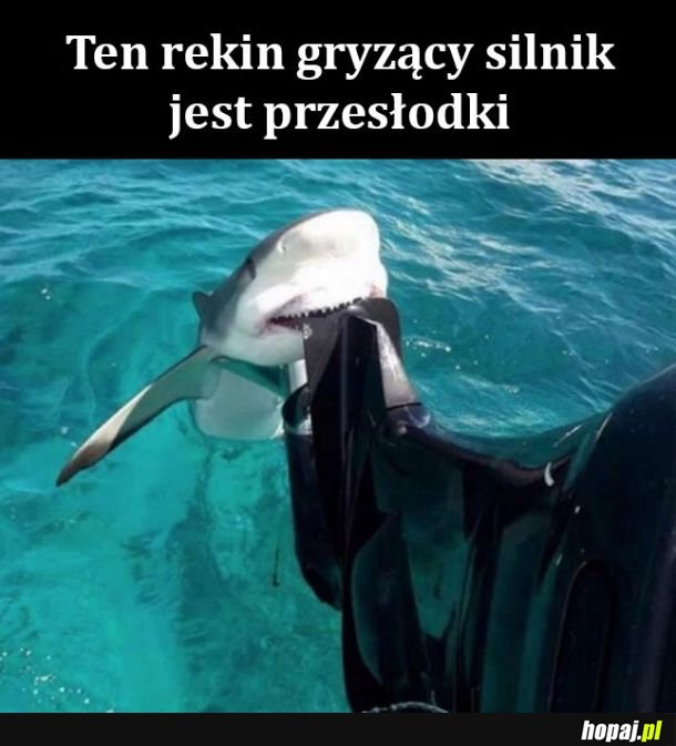 Słodki rekin