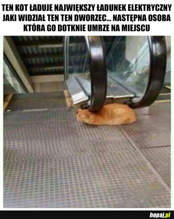 KOT POD NAPIĘCIEM