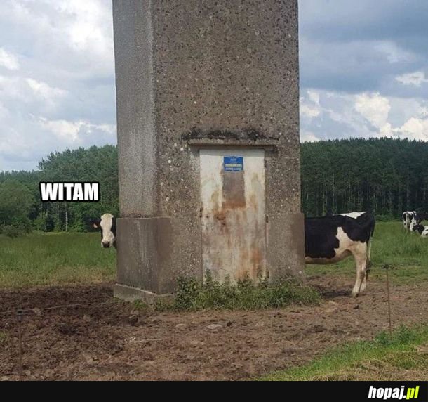 Długa krowa