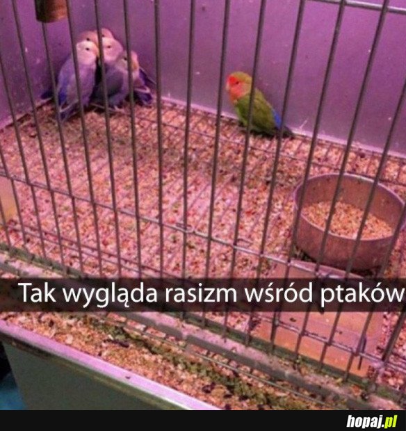Rasizm
