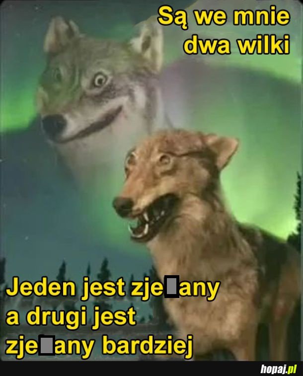 Dwa wilki