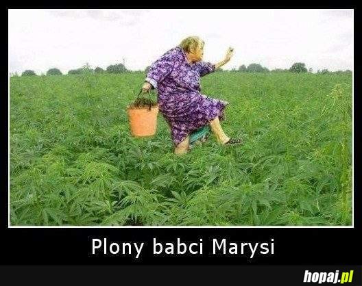 Plony babci Marysi