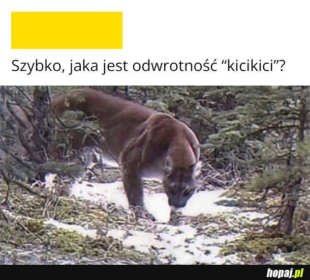 Icik icik