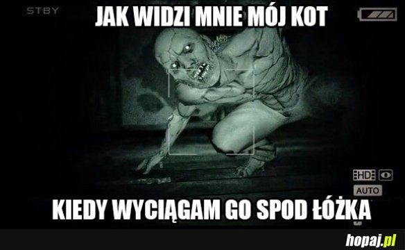 Kici kici