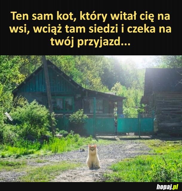 Wierny