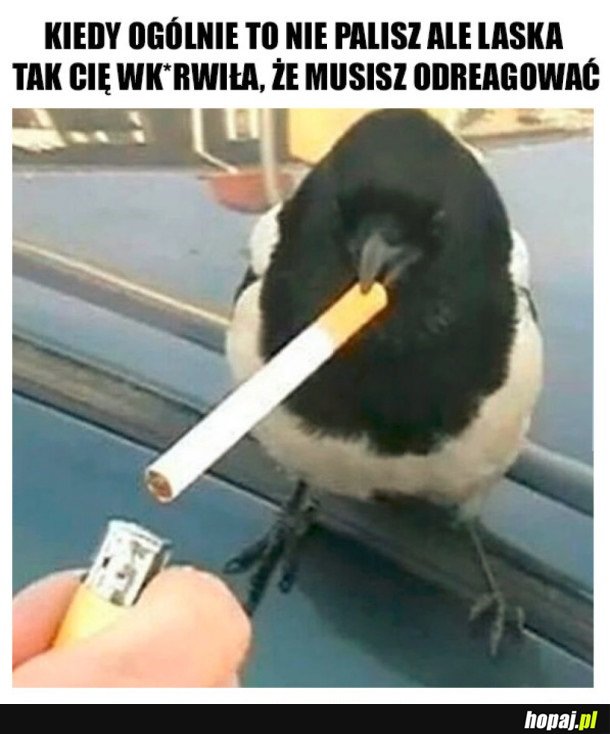 MUSZĘ ODREAGOWAĆ