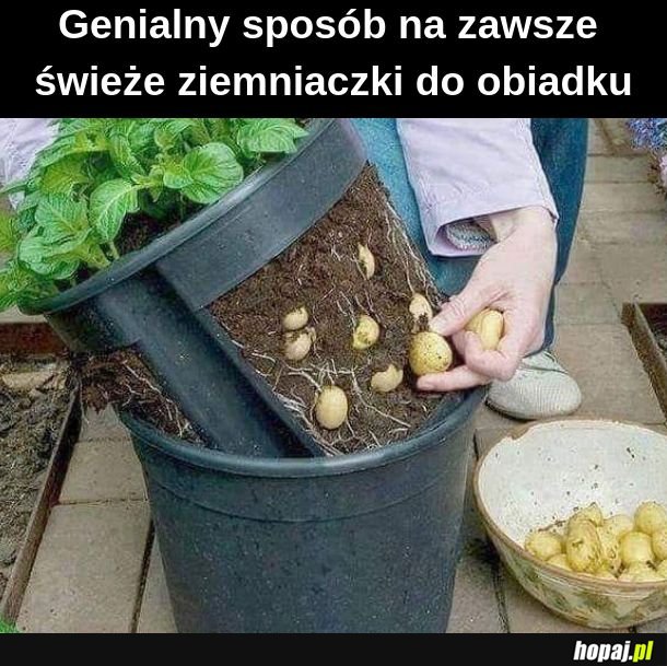 Ziemniaczki 