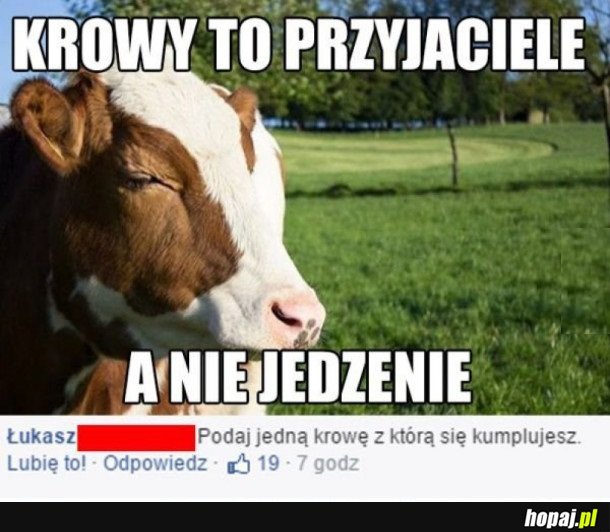 KROWY TO PRZYJACIELE