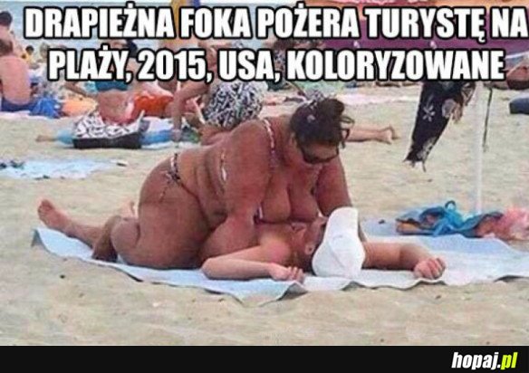 DRAPIEŻNA FOKA