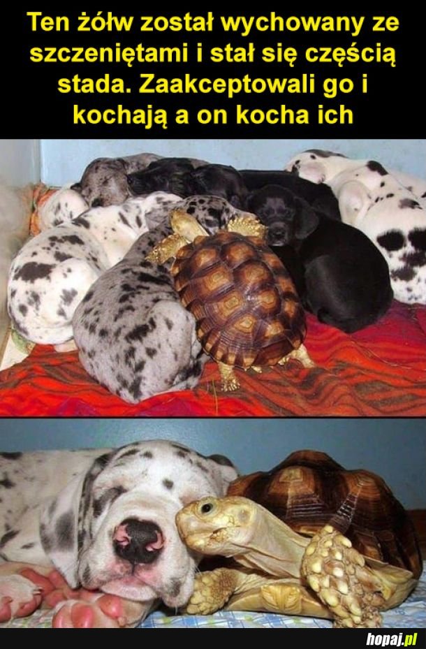 Przyszywana rodzina