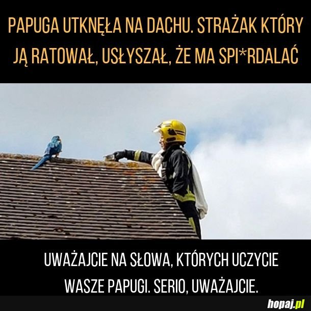 Uważajcie na słownictwo waszych ptaków