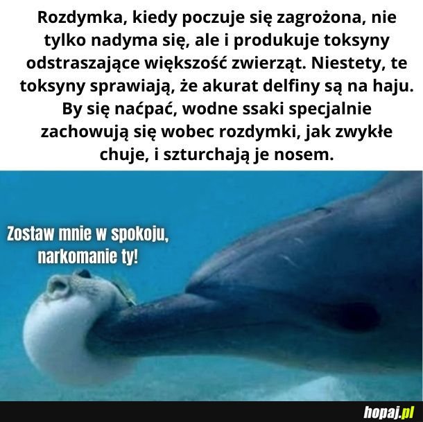 Zostaw rozdymkę!