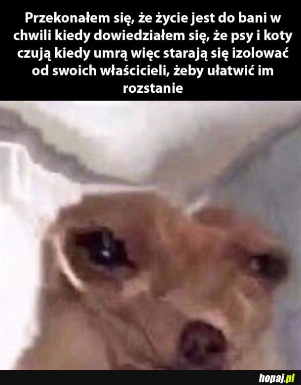 Kochane stworzonka