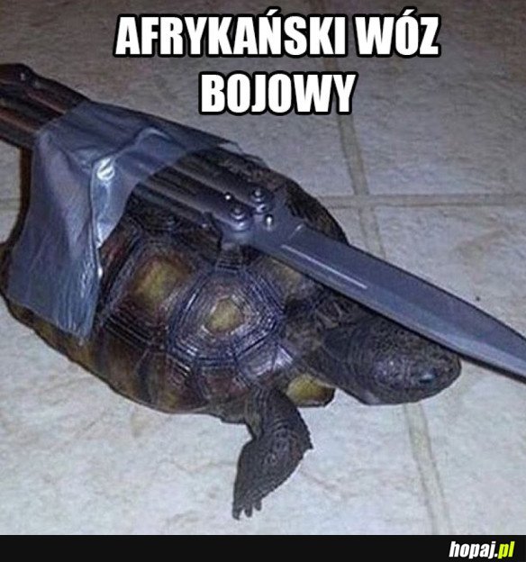 AFRYKAŃSKI WÓZ BOJOWY