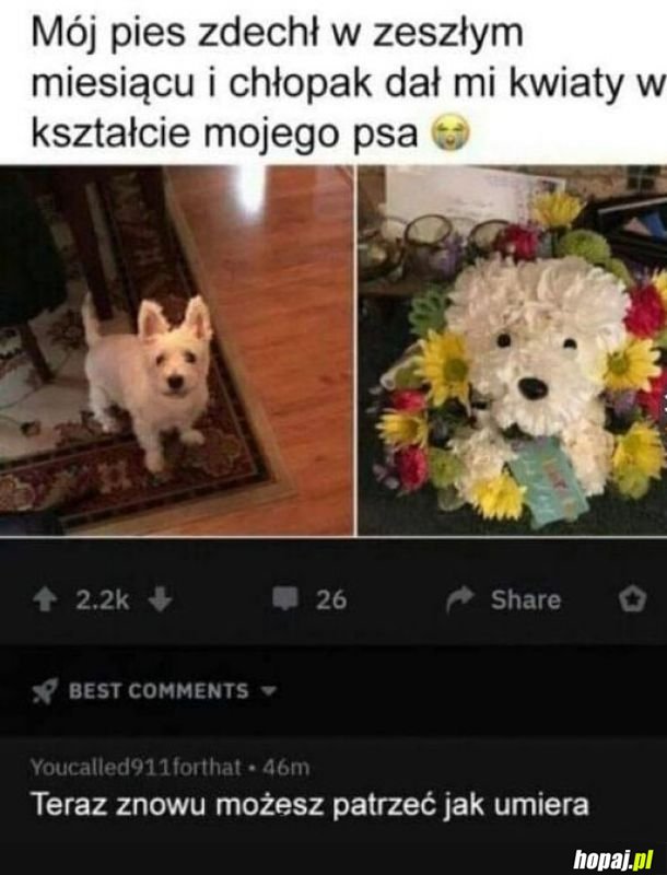 Kwiaty w kształcie psa