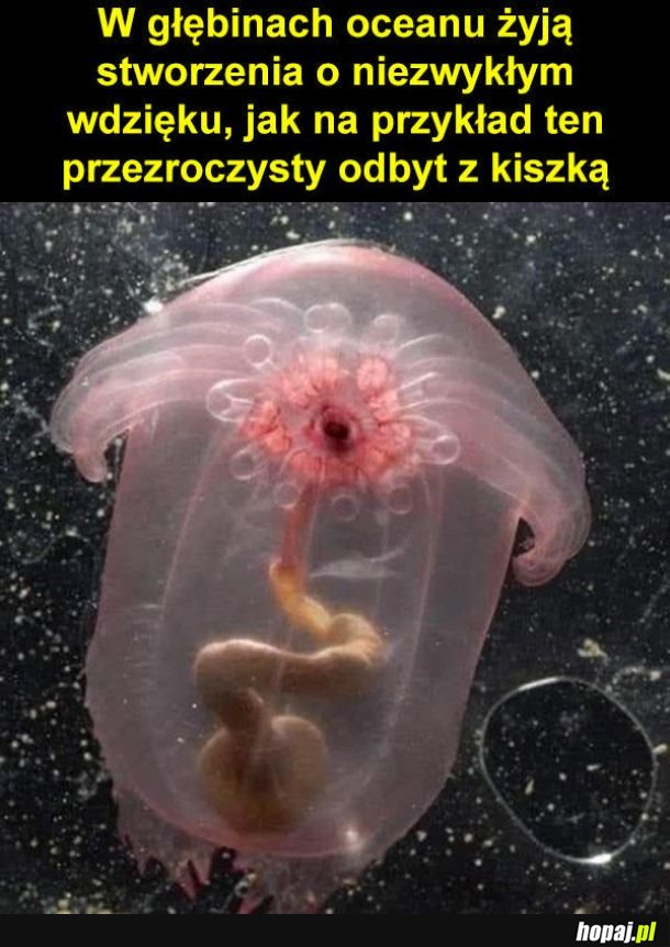 Niezwykły wdzięk