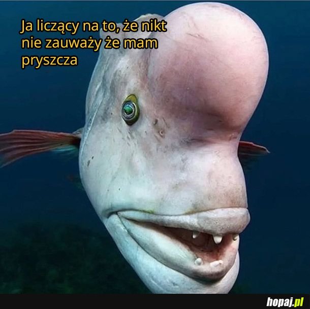 Zakryję grzywką