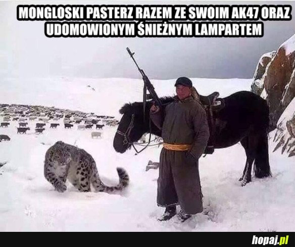 TYPOWY MONGOLSKI PASTERZ