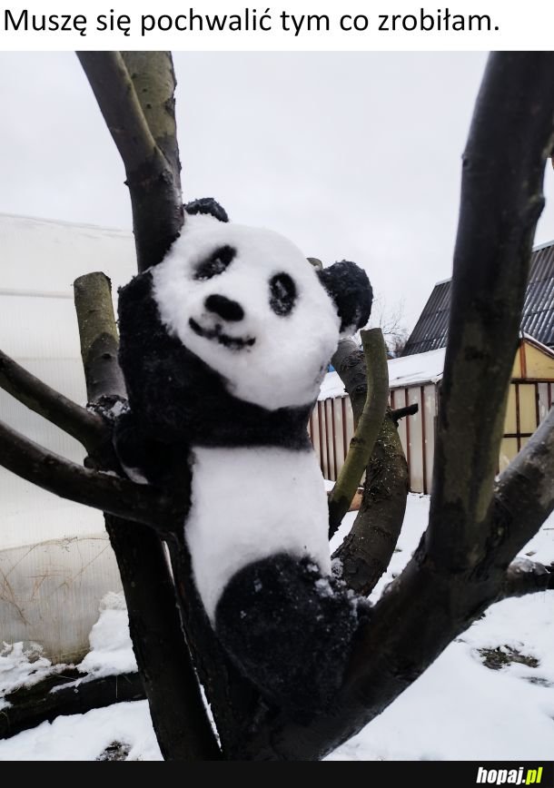 Śnieżna panda