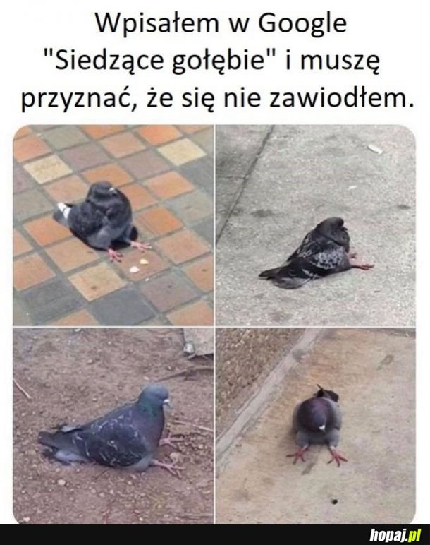 Siedzące gołębie