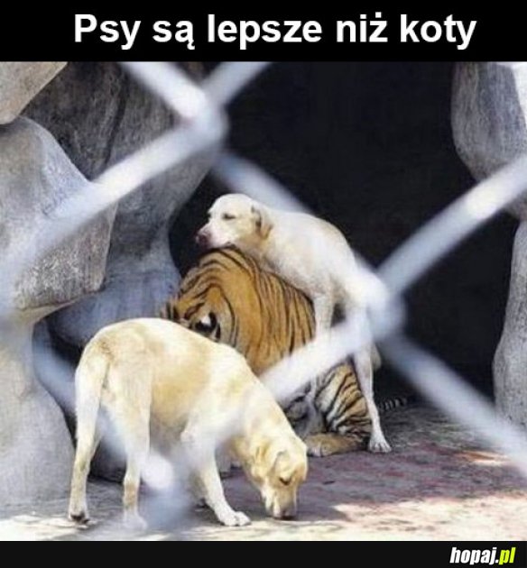 Psy są lepsze niż koty