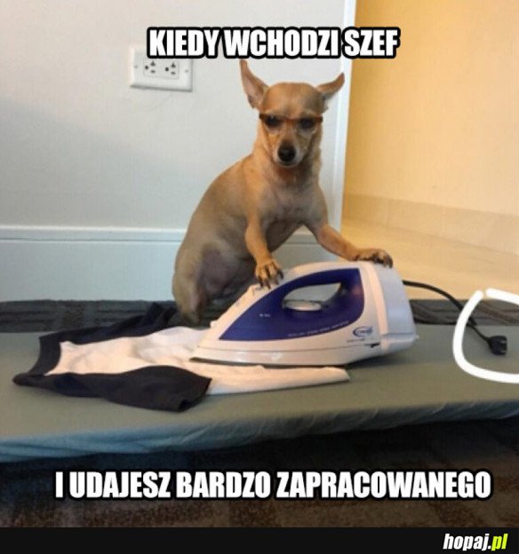 KIEDY WCHODZI SZEF