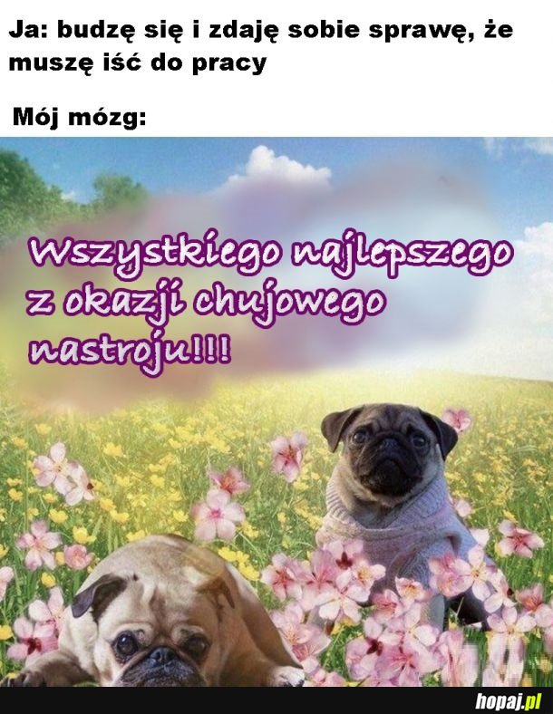 Świetny nastrój