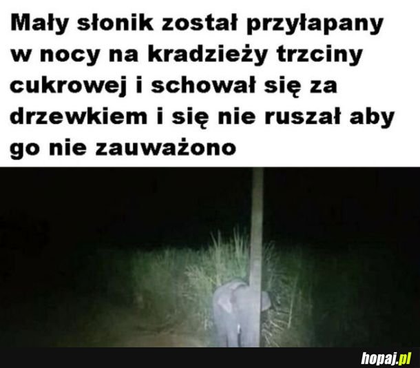No przecież nikogo nie widać