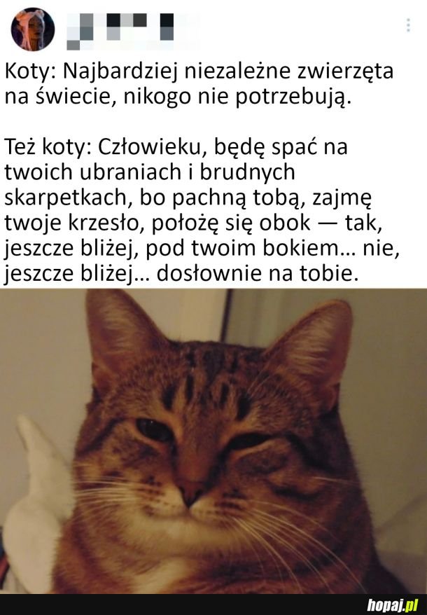 Koty takie są