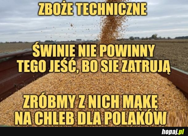 Zboże techniczne.