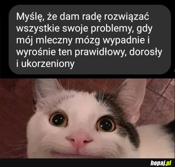 Czekam na nowy mózg