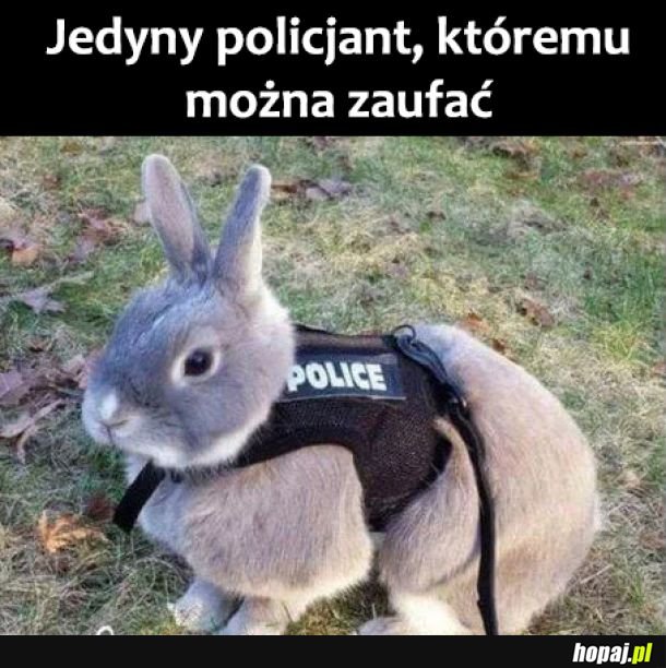 Policja