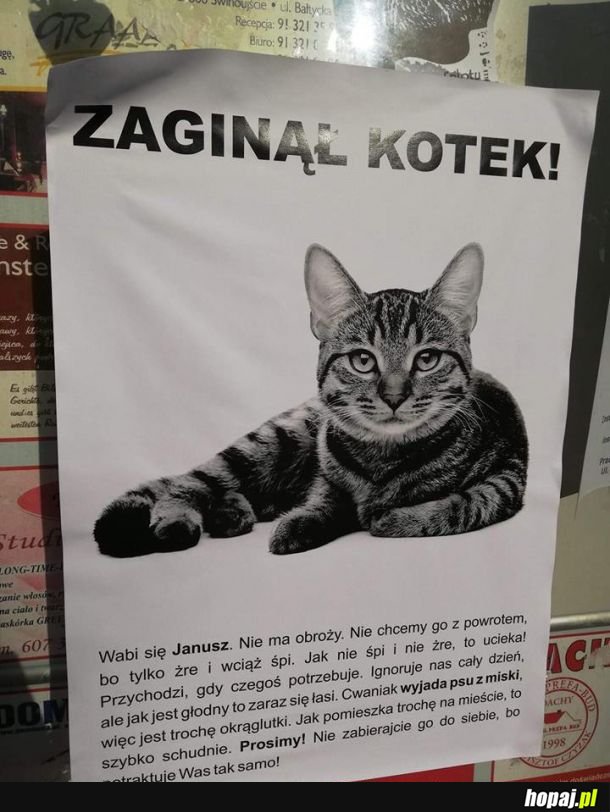 Zaginął kot!